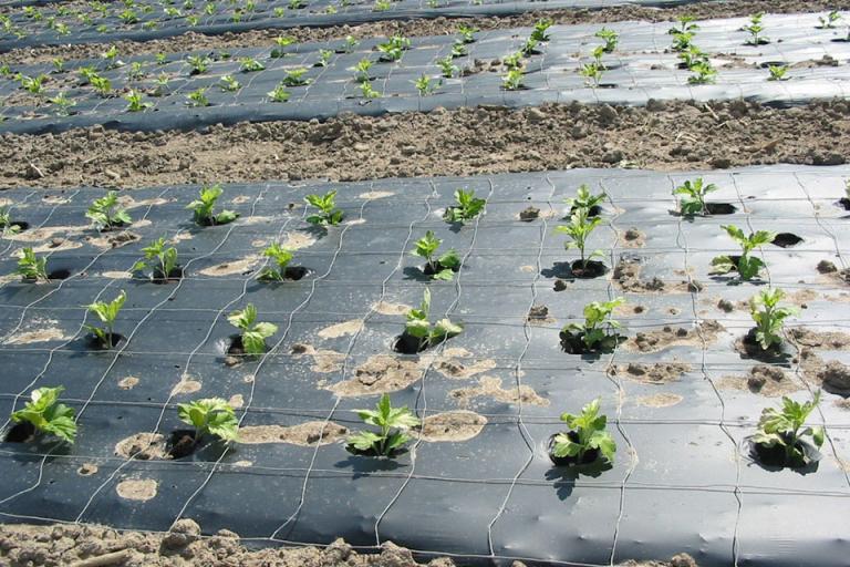 Compostable Film Sheets